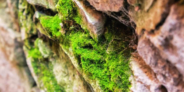 石垣の背景 苔むした岩の質感 — ストック写真