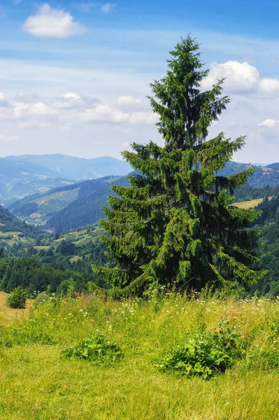 Natuur Landschap Met Beboste Heuvels Karpaten Zomer — Stockfoto