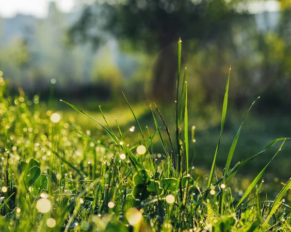 Dew Drops Grass Blade Nature Background Summer — Stock Photo, Image