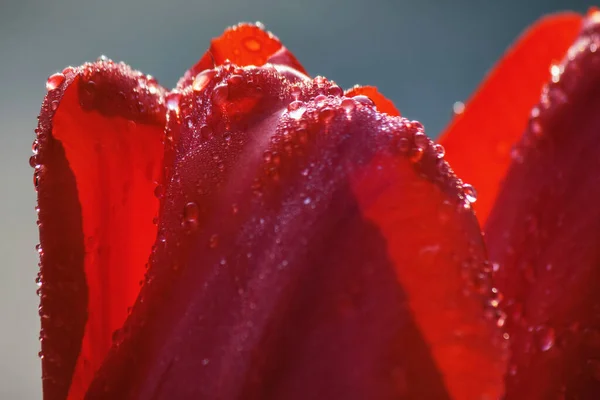 Bahçedeki Kırmızı Lale Sıcak Nisan Günü — Stok fotoğraf