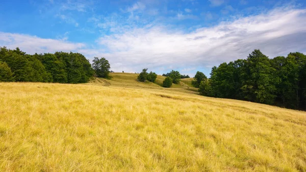 草原や牧草地が広がる風景です 丘の上にブナの木 — ストック写真