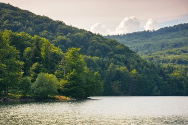 Slovakya dağlık kırsalında bir göl. Yazın tatil sezonu. Parlak güneşli bir gün. Vihorlat dağlarının ilkel kayın ormanları