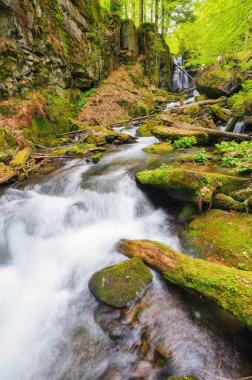 Kayaların arasındaki derede şelale. İlkbahar yeşili orman manzarası. Karpatya doğasının güzelliği