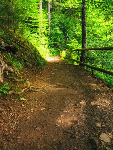 Waldweg Wunderschöner Waldlandschaft Holzzaun Entlang Des Weges Natur Hintergrund Sommer — Stockfoto