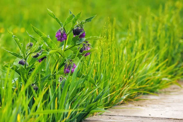 草丛中盛开的紫色草本植物和杂草 杂草和草坪护理背景 — 图库照片