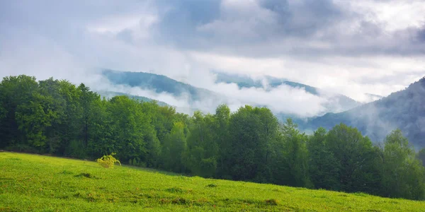 Krajobraz Wiejski Trawiastym Pastwiskiem Zielona Łąka Wzgórzu Przed Lasem Bukowym — Zdjęcie stockowe