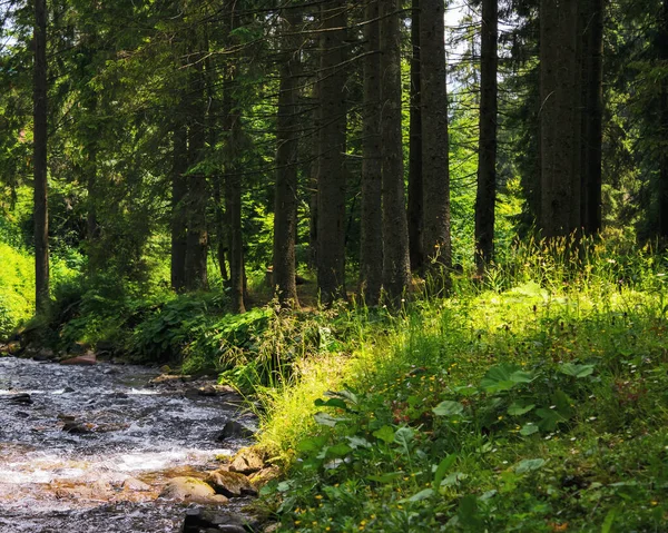 Krajina Potokem Vody Lese Slunečné Počasí Létě — Stock fotografie