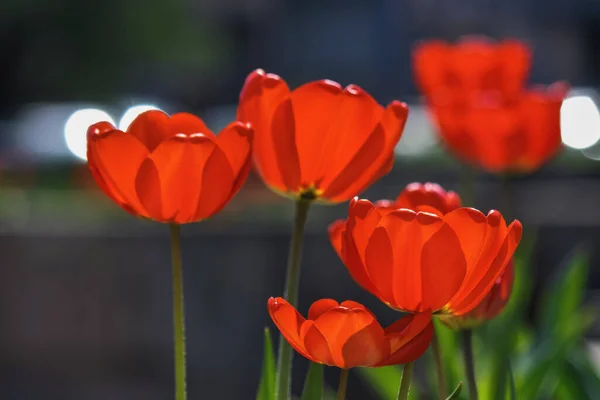 Rode Tulpen Een Zonnige Dag Mooie Buiten Compositie Breed Licht — Stockfoto