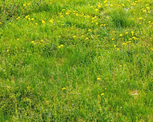 green lawn with dandelions and weed summer background. fresh grass outdoor texture