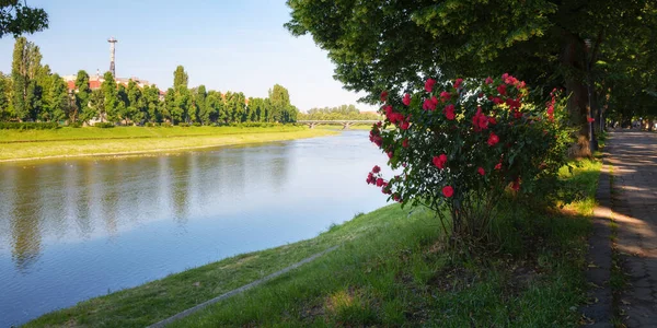 Flussufer Morgenlicht Schöne Urbane Landschaft Mit Rosen Ufer Lindenallee Voller — Stockfoto