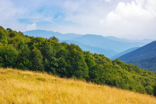 Bewaldete Landschaft Der Ukrainischen Berge Sommer Landschaft Mit Grünen Buchen — Stockfoto