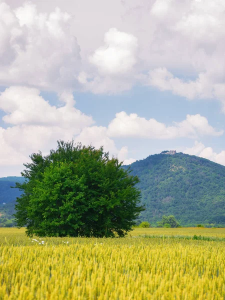 Літом Сільська Місцевість Дерево Пшеничному Полі Перед Горою Похмурий День — стокове фото