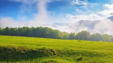 meadows of carpathian mountain. wide grassy pasture. foggy weather on a sunny morning