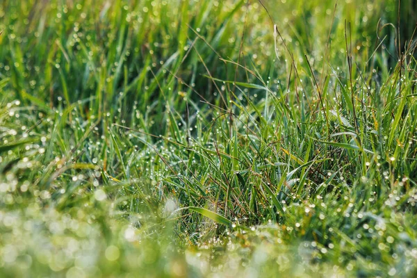 Wet Meadow Background Grass Field Spring — Stock fotografie