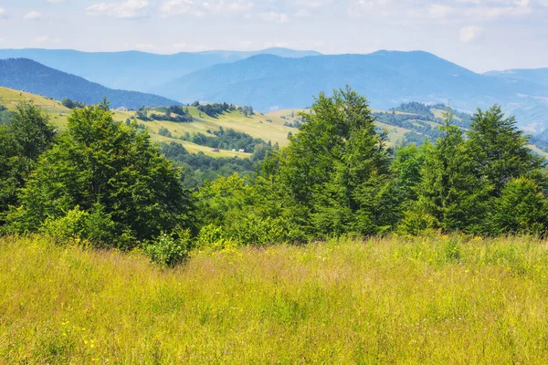 Krajobraz Wiejski Trawiastymi Łąkami Pastwiskami Letnie Krajobrazy Wiejskie Karpat Jasny — Zdjęcie stockowe