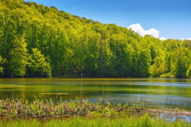 Kırsal gölet manzarası. Orman su yüzeyine yansıyor. Baharda güneşli hava