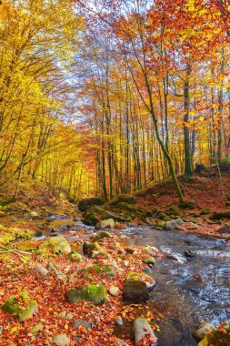 Ormandaki sakin dağ nehri. Sonbaharda güzel doğa manzarası. Güneşli bir günde sonbahar renklerinde ağaçlar