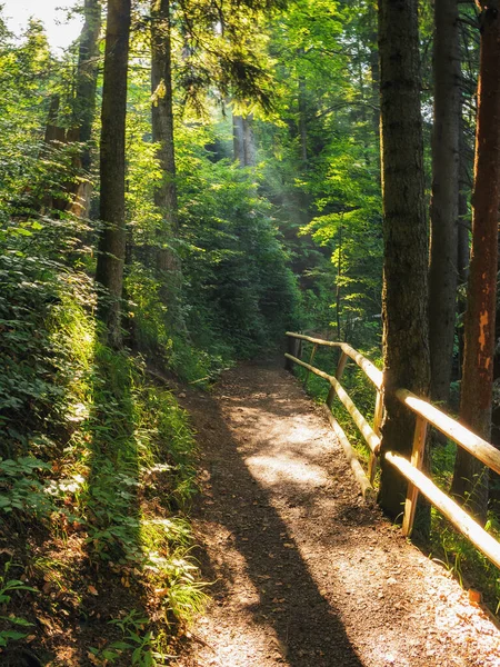 Grüne Sommerszene Waldpark Outdoor Wanderweg Mit Zaun Wald — Stockfoto
