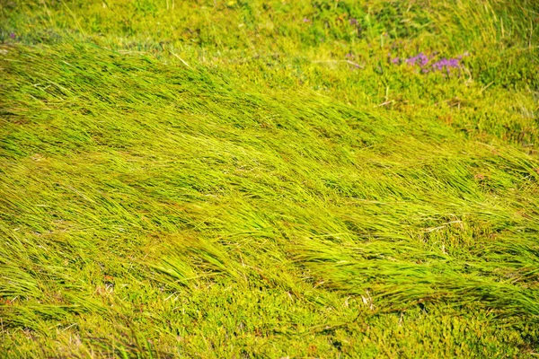 Struktur Gräsbevuxen Gräsmatta Våren Bakgrundsbelyst Natur Bakgrund — Stockfoto