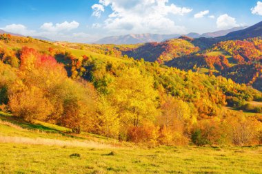 Göz kamaştırıcı dağ manzarasının güzel manzarası. Tepeleri, çayırları ve sonbahar yaprakları olan harika bir manzara. Güneşli bir günde huzurlu doğa manzarası