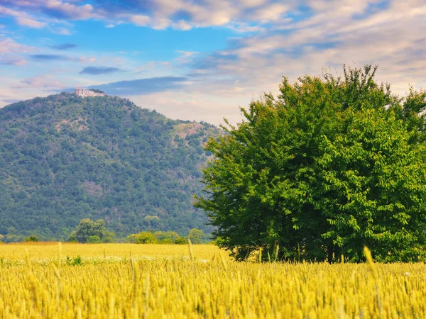 Die Landschaft Der Slowakei Sommer Baum Weizenfeld Vor Dem Berg — Stockfoto