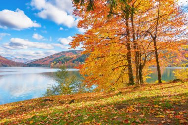 Göl kıyısındaki kayın ormanı. Güneşli bir sonbahar öğleden sonrasında harika bir doğa manzarası. Gökyüzü, uzak dağların tepesinde kabarık bulutlarla. Transcarpathia, Ukrayna