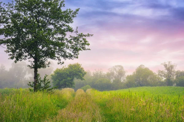 Deciduous Trees Grassy Field Rural Landscape Dawn Foggy Scenery Summer — Stock Photo, Image