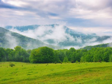 countryside mountain landscape. green meadows and forested hills in spring. misty morning with overcast sky