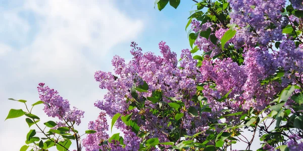 Purple Lilac Blossom Front Sky Spring Nature Background — Stockfoto