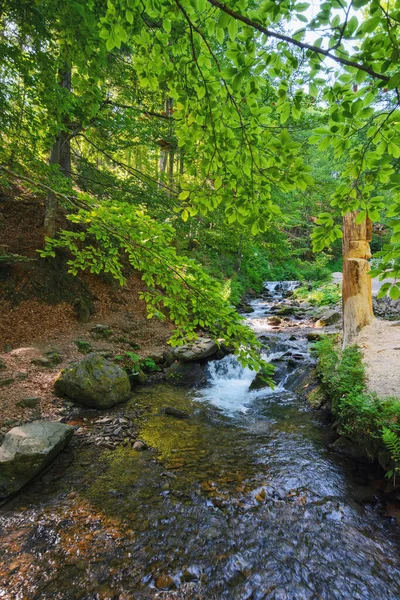 Vízfolyás Erdőben Táj Természet Táj Nyáron — Stock Fotó