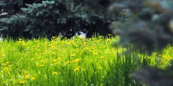 Трава Лесной Поляне Весной Парк Открытый Фон — стоковое фото