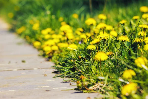 Grazige Weide Met Gele Paardebloemen Natuur Achtergrond Het Voorjaar — Stockfoto