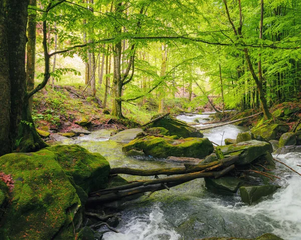Река Лесу Среди Валунов Наружные Природные Пейзажи Весной Экология Концепция — стоковое фото