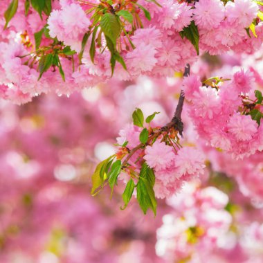 Çiçek açmış kiraz ağacı. romantik bahar arkaplanı