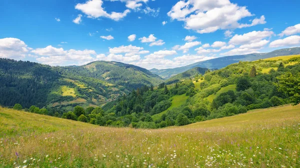 Травянистые Луга Холмах Украинского Высокогорья Устойчивая Жизнь Сельской Местности Карпат — стоковое фото