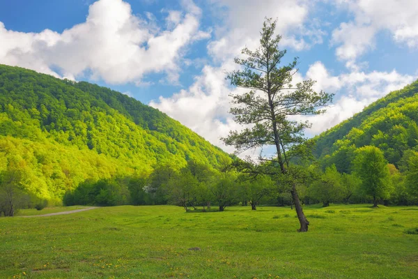 Borovice Kopci Svěží Zelené Venkovní Zázemí Letní Dovolená Karpatech — Stock fotografie