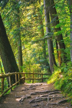 Park 'taki orman yolu. Güzel yaz kırsal arka planı