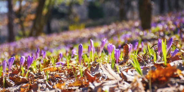 Spring Crocus Flowers Morning Closeup Violet Bloom Forest — Stock Photo, Image