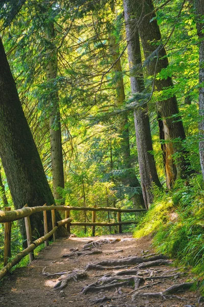 Park Taki Orman Yolu Güzel Yaz Kırsal Arka Planı — Stok fotoğraf