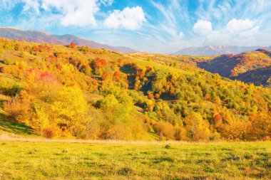 mixed forest on a slope of a hill in autumn. mountainous rural landscape on a sunny evening. carpathians, ukraine. beauty in nature concept