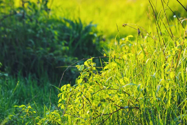 Nahaufnahme Von Gras Wald Bio Natur Hintergrund Frühling — Stockfoto