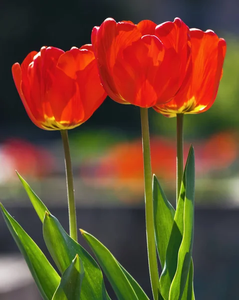 Bunch Red Tulips Outdoors Easter Background Flowers — Stock Photo, Image