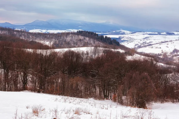 Kışın Karpat Kırsalındaki Ormanlık Tepeler Karlı Çayırlardaki Ağaçlar Kasvetli Bir — Stok fotoğraf