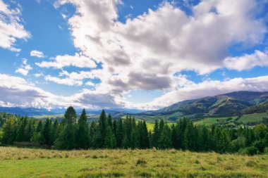 Sonbaharda dağlık bir manzara. Çimen tepelerdeki ağaçlar. Karpatya kırsalının güzel manzarası