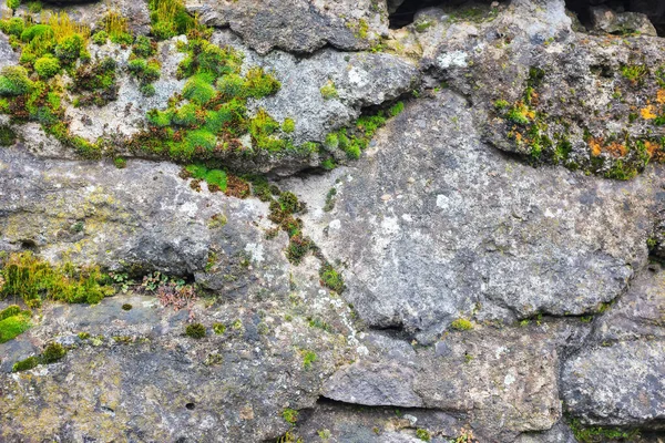 Древняя Каменная Стена Мох Растения Поверхности Гранжа — стоковое фото