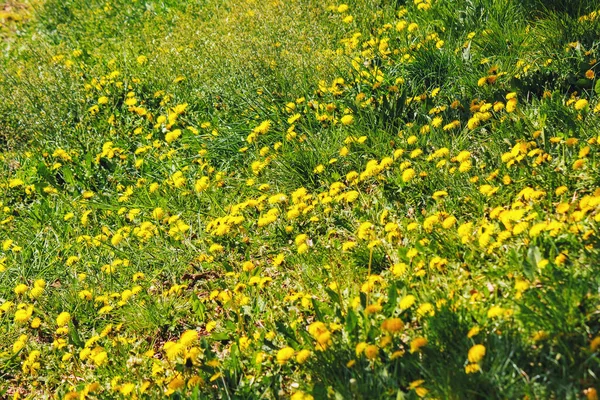 Жовті Кульбаби Цвітуть Серед Трави Концепція Догляду Травами Газоном — стокове фото
