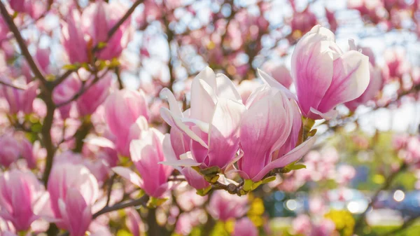 Ανθίζει Δέντρο Της Νότιας Μανόλια Ανοιξιάτικη Φύση Μοτίβο Ροζ Λουλουδιών — Φωτογραφία Αρχείου