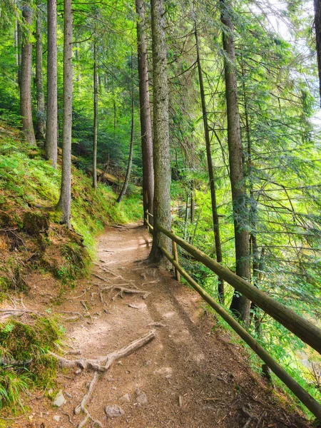 Green Forest Park Beautiful Scenery Trail Fence Trees — Stock Photo, Image