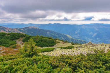Strymba Dağı 'nın hareketli manzarası. Eylül 'deki güzel Karpatya manzarası. Taş kaplı bir arazide ardıç bitkisi