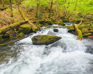 Parkta ağaçların arasında bir dere. İlkbaharda kırsal manzara. Doğadaki güzellik